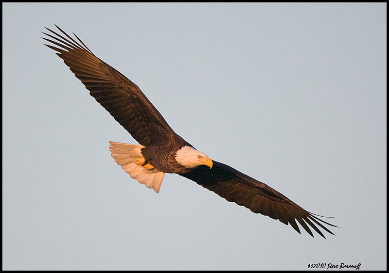 _0SB8804 american bald eagle.jpg